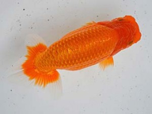 清水らんちう同好会　西大関　青木和久