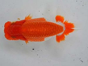 清水らんちう同好会　立行司　前嶋孝徳