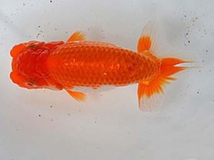 清水らんちう同好会　西取締　村上誠明