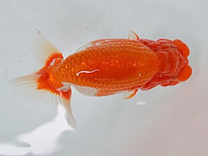 清水らんちう同好会　東大関　福井秀行