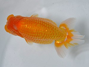 清水らんちう同好会　西大関　小谷正利