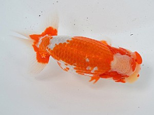 清水らんちう同好会　立行司　田島　貢