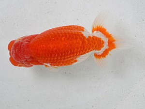 清水らんちう同好会　東取締　青木和久