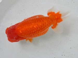 清水らんちう同好会　西取締　青木和久