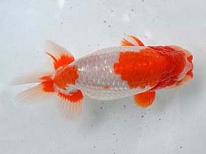 清水らんちう同好会　東大関　小谷正利