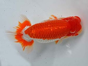 清水らんちう同好会　西大関　望月和幸