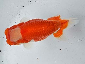 清水らんちう同好会　立行司　青木和久