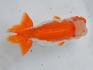 清水らんちう同好会　東取締　望月和幸