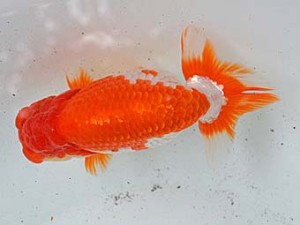 清水らんちう同好会　西取締　青木和久