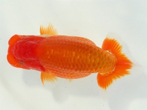 静岡らんちう同好会　西大関　金田　明　静岡市