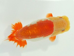 静岡らんちう同好会　立行司　佐野正幸　静岡市