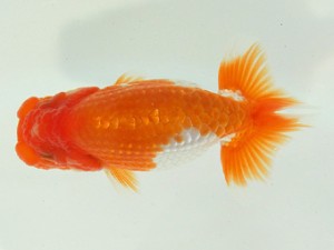 静岡らんちう同好会　東取締　曽根　修　島田市