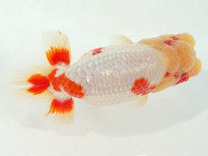 静岡らんちう同好会　西大関　薮谷満雄　静岡市