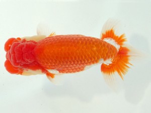 静岡らんちう同好会　東取締　石田道夫　焼津市