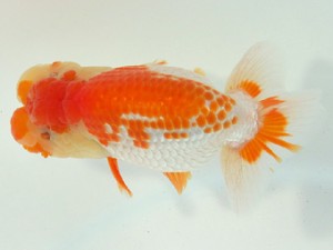 静岡らんちう同好会　西取締　児玉敏行　静岡市