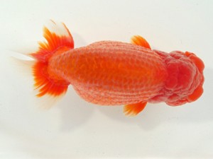 静岡らんちう同好会　西大関　曽根　修　島田市