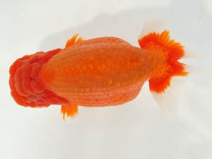 静岡らんちう同好会　立行司　猪尾正紀　兵庫県