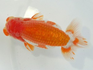 静岡らんちう同好会　東取締　松本芳夫　静岡市