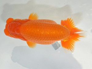 湘南らんちゅう会　東大関　亀山　修　愛川町