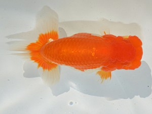 湘南らんちゅう会　西大関　川口忠秋　中井町