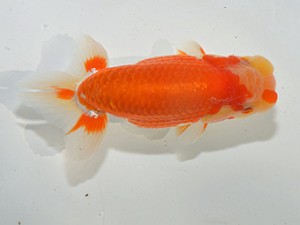 湘南らんちゅう会　立行司　竹之内博幸　茅ヶ崎