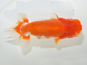 湘南らんちゅう会　取締二　竹之内博幸　茅ヶ崎