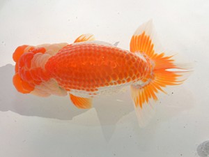 湘南らんちゅう会　西大関　小松好一　熱海