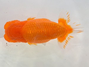 湘南らんちゅう会　立行司　田代裕則　平塚