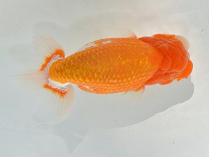 湘南らんちゅう会　取締一　熊澤　誠　伊勢原