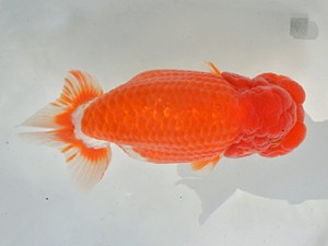 湘南らんちゅう会　取締二　安田英一　川崎