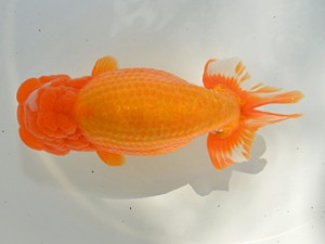 湘南らんちゅう会　東大関　熊澤　誠　伊勢原