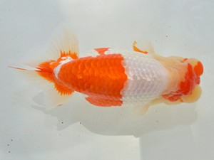 湘南らんちゅう会　西大関　亀山　修　愛川町