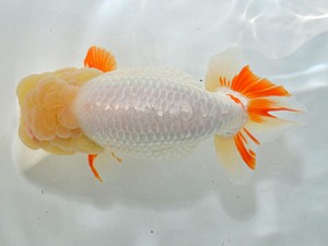 湘南らんちゅう会　立行司　安田英一　川崎