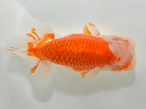 湘南らんちゅう会　取締一　八矢貞亮　厚木