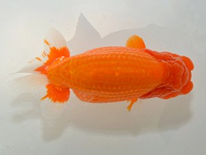 湘南らんちゅう会　取締二　亀山　修　愛川町