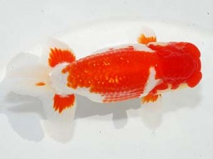 紫錦会　東大関　物部光宏　三崎