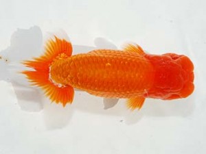 紫錦会　立行司　木村　等　本庄