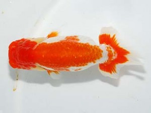 紫錦会　取締一　小串章生　横浜