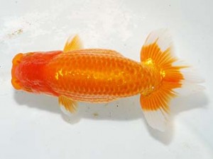 紫錦会　取締二　小串章生　横浜