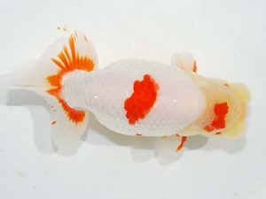 紫錦会　東大関　物部光宏　三崎