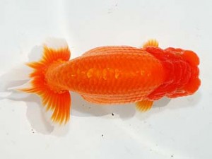 紫錦会　西大関　白石友太朗　蒲田