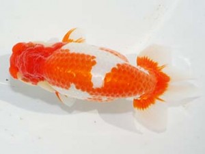 紫錦会　立行司　星　幸也　新潟