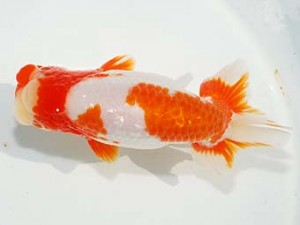 紫錦会　取締一　物部光宏　三崎