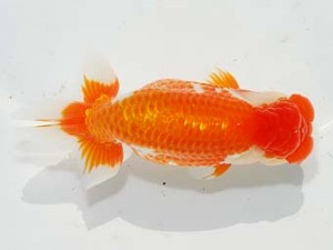 紫錦会　取締二　漆畑　元　川崎