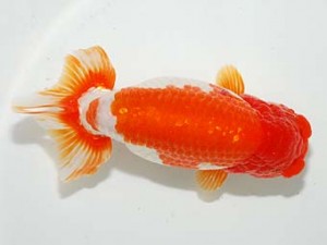 紫錦会　東大関　小串章生　横浜