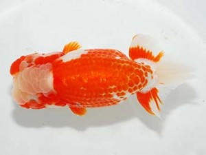 紫錦会　西大関　物部光宏　三崎