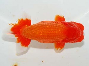 紫錦会　立行司　白石友太朗　蒲田