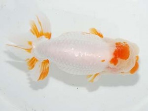 紫錦会　取締一　浅尾富夫　鎌倉