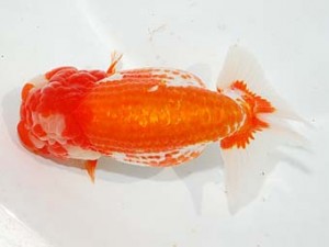 紫錦会　取締二　大沢一郎　川崎