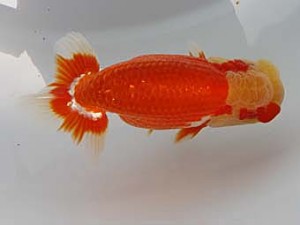 玉野錦鱗会　一席　原田和彦　倉敷市